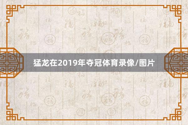 猛龙在2019年夺冠体育录像/图片